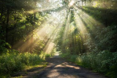 Çok güzel bir güneşli sabah yeşil orman