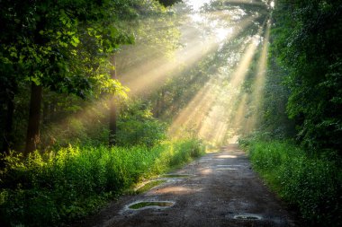 Çok güzel bir güneşli sabah yeşil orman