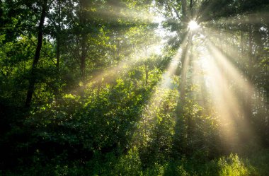 Çok güzel bir güneşli sabah yeşil orman