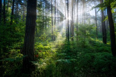 Çok güzel bir güneşli sabah yeşil orman