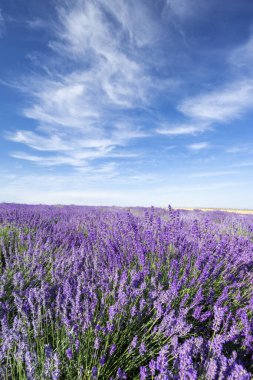 Mavi bulutlu gökyüzüne karşı güzel lavanta tarlası