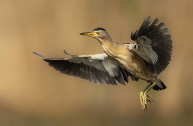 Küçük bittern (Ixobrychus minute) kapat