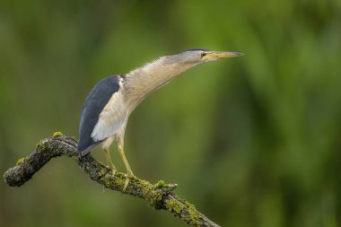 Küçük bittern (Ixobrychus minute) kapat