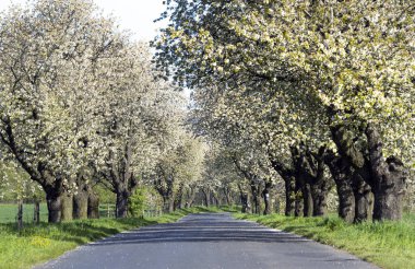 Çiçek açan kiraz ağaçlarının arasındaki yol 
