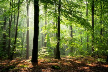 Ormanda sisli bir sabah