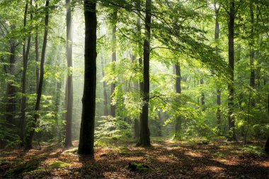 Ormanda sisli bir sabah