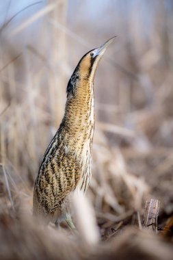 Büyük bittern kuşu (Botaurus yıldızları) yakın çekim