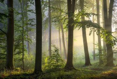 güneşli sabah orman