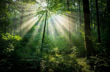 güneşli sabah orman