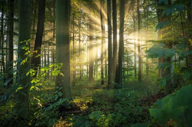 güneşli sabah orman