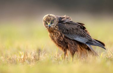 Western Marsh harrier (Circus aeruginosus) - erkek