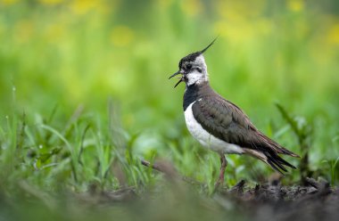 Kuzey kanat kuşu (Vanellus vanellus )