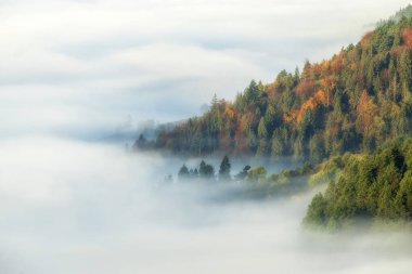 Beautiful foggy morning over the forest clipart