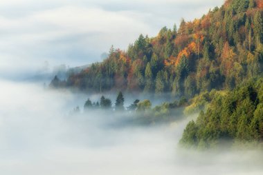 Ormanın üzerinde güzel sisli bir sabah