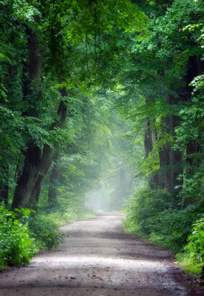 Avenue Old Foggy Forest — Stock Photo, Image