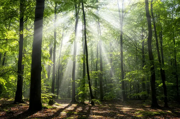 Nebliger Morgen Wald — Stockfoto