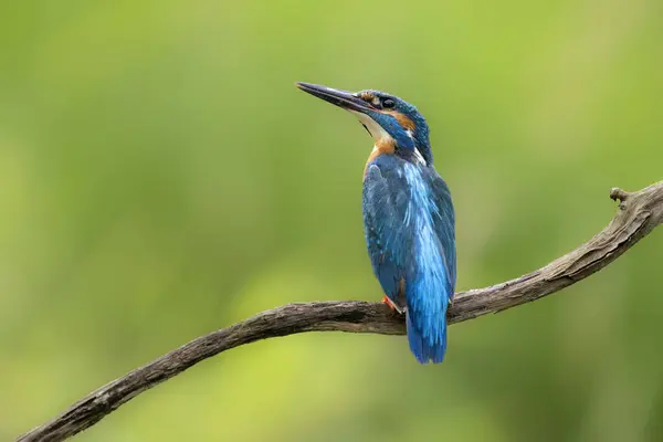 stock image European Kingfisher ( Alcedo atthis ) close up