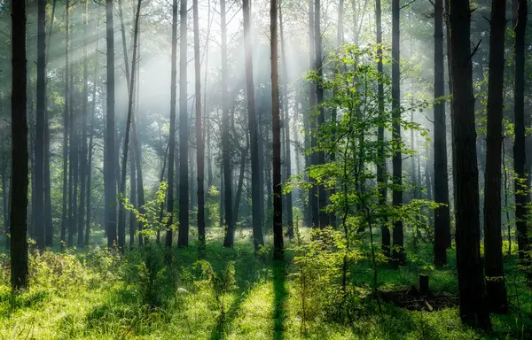 Όμορφο Ηλιόλουστο Πρωινό Στο Καταπράσινο Δάσος Royalty Free Φωτογραφίες Αρχείου