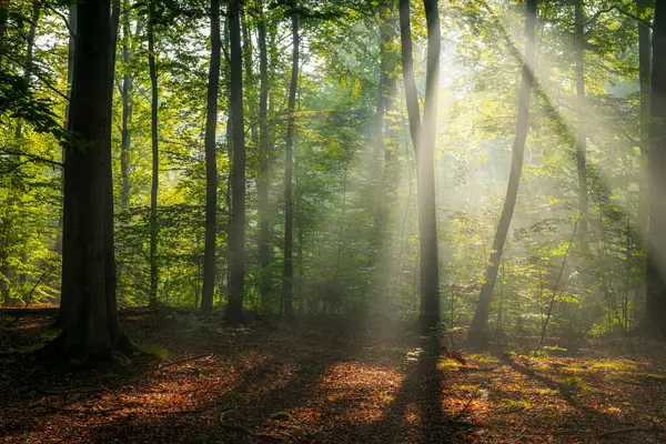 Misty Πρωί Στο Δάσος Εικόνα Αρχείου