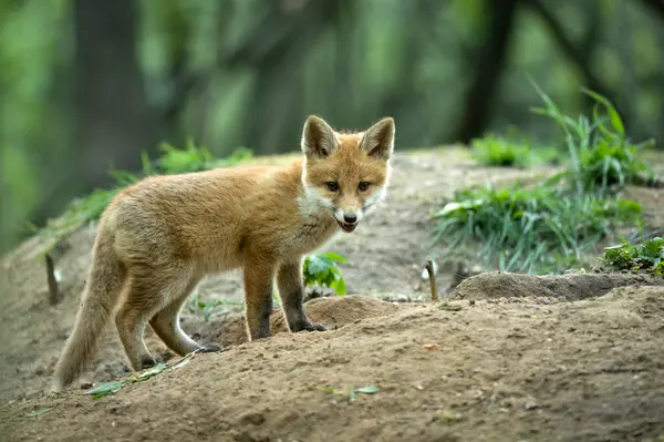 Χαριτωμένη Νεαρή Κόκκινη Αλεπού Στο Δάσος Vulpes Vulpes Φωτογραφία Αρχείου