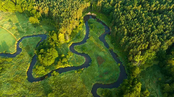 Φυσικό Ποτάμι Μεταξύ Του Δάσους Εναέρια Θέα Royalty Free Φωτογραφίες Αρχείου