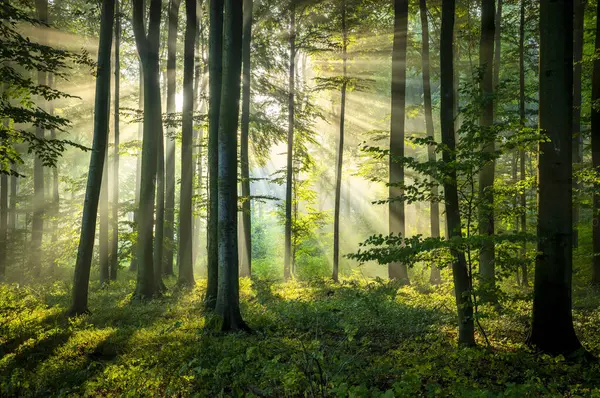 Ηλιόλουστο Πρωί Στο Δάσος Εικόνα Αρχείου