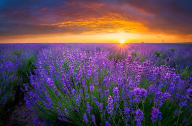 Lavanta tarlasında güzel bir yaz günü.