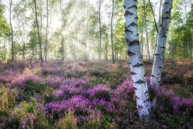 Kenevir çiçekleriyle dolu ormanda güzel bir sabah