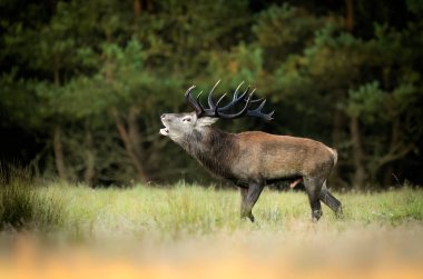 Rut sırasında geyik erkek geyiği (Cervus elaphus)