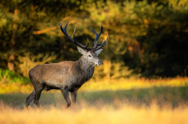 Rut sırasında geyik erkek geyiği (Cervus elaphus)