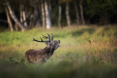 Rut sırasında geyik erkek geyiği (Cervus elaphus)