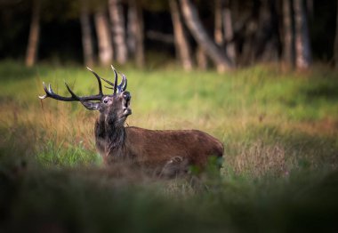 Rut sırasında geyik erkek geyiği (Cervus elaphus)