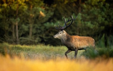Rut sırasında geyik erkek geyiği (Cervus elaphus)
