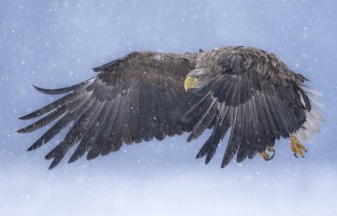 Deniz kartalı veya beyaz kuyruklu kartal (Haliaeetus albicilla)