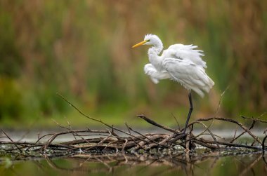 Büyük beyaz balıkçıl (Egretta alba) yakın çekim