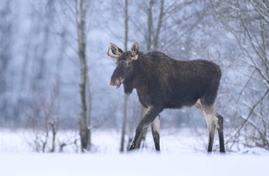 geyik ya da geyik (Alces alces )