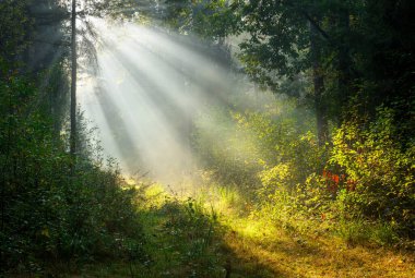 güneşli sabah orman