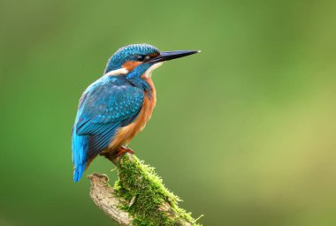 Avrupa Kingfisher (Alcedo at this) yakın çekim