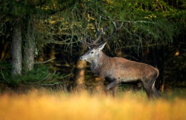 Rut sırasında geyik erkek geyiği (Cervus elaphus)