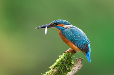 Avrupa Kingfisher (Alcedo at this) yakın çekim