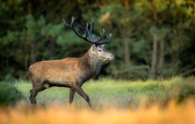 Rut sırasında geyik erkek geyiği (Cervus elaphus)