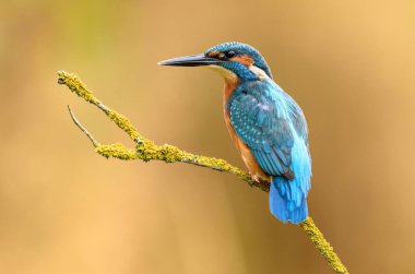 Avrupa Kingfisher (Alcedo at this) yakın çekim