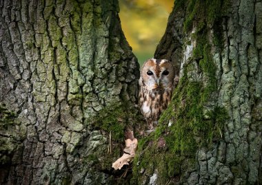 Tawny baykuşu (Strix aluco) meşe ağacındaki oyukta sisisliyor