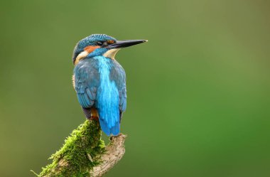Avrupa Kingfisher (Alcedo at this) yakın çekim