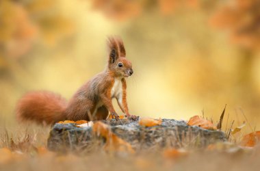 Kızıl sincap (Sciurus vulgaris) yakın plan