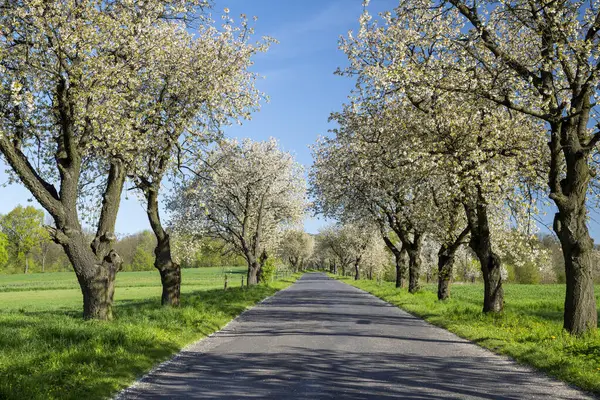 stock image Road between the blossoming cherry treees 