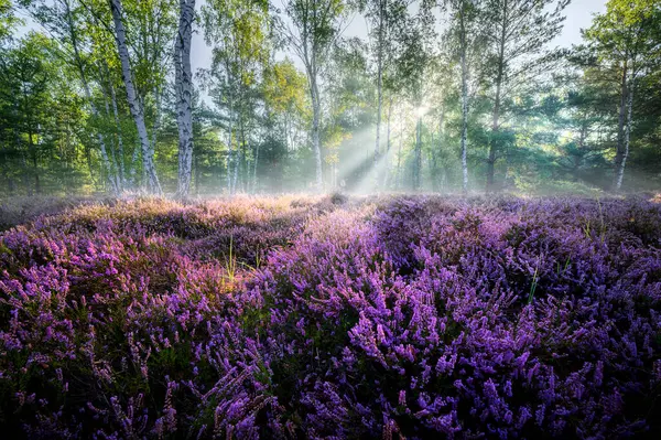 Όμορφο Πρωινό Στο Δάσος Γεμάτο Λουλούδια Ερείκης Φωτογραφία Αρχείου