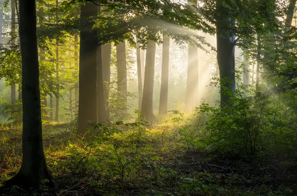 Ηλιόλουστο Πρωί Στο Δάσος Εικόνα Αρχείου