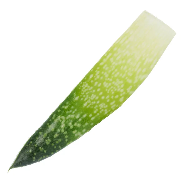Aloe Vera Folhas Frescas Isoladas Sobre Fundo Branco — Fotografia de Stock