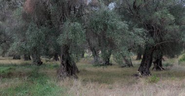 Old olive trees grow in an old olive grove.